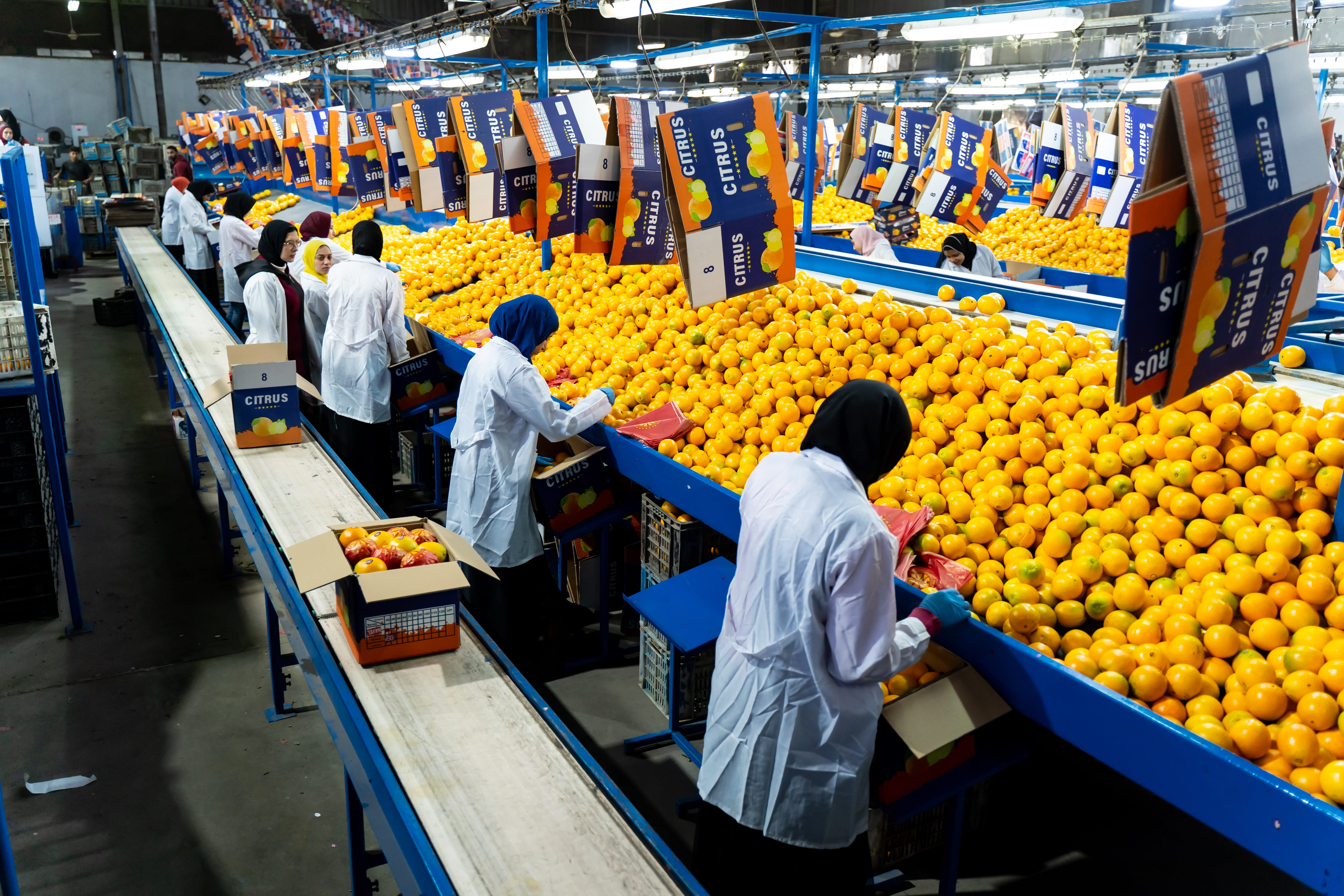 Eletreby Group Gallery Image 7